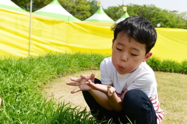 [크기변환]홍길동축제에서 메뚜기 체험을 하고 있는 어린이 (2).JPG