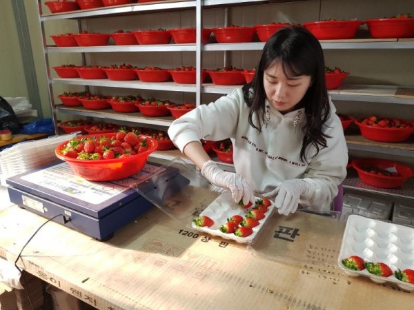 [크기변환]보도사진-함평군, 딸기 재배 농가에 다각적 지원 ‘호평’.jpg