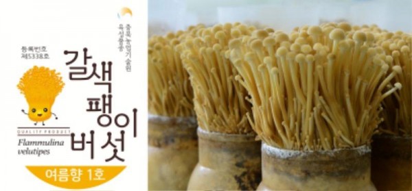 [크기변환]충북농기원, 갈색 팽이버섯 포장 디자인 특허출원 (1).jpg