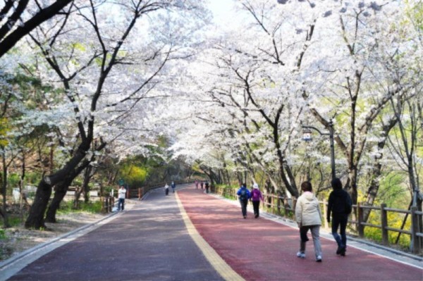 [크기변환]1 남산공원 산책로(벚꽃).jpg