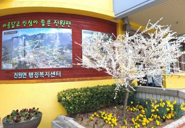 장성군 진원면 행정복지센터 입구에 ‘미선나무’ 하얀 꽃이 만개했다.jpg