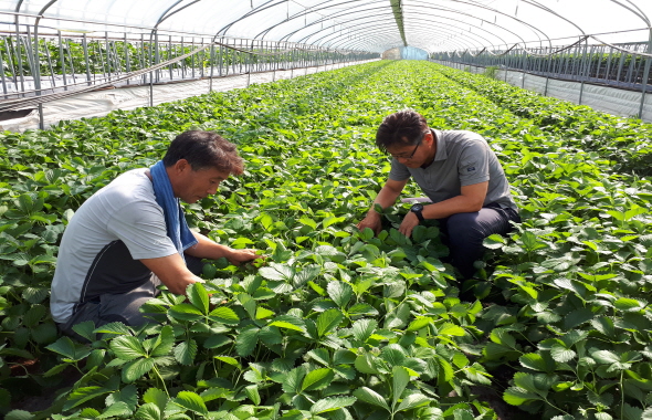 함평군 농업기술센터, 딸기 우량묘 생산 기반 구축에 전력