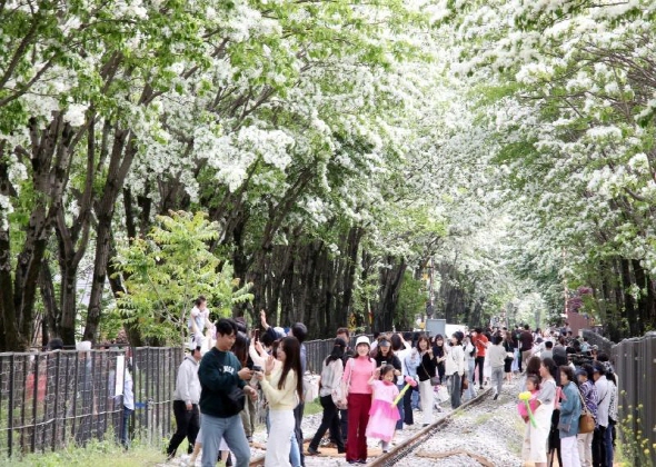 ‘이팝나무 명소’ 팔복동 철길, 시민들을 위해 한시 개방