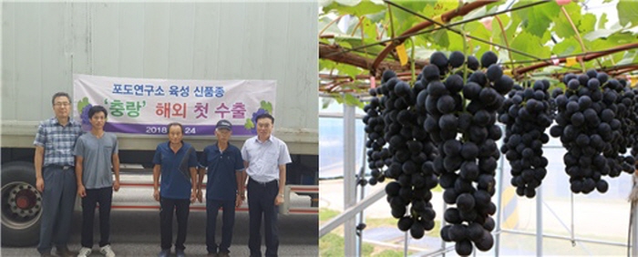 충북농기원 개발 신품종 포도‘충랑’첫 해외 진출