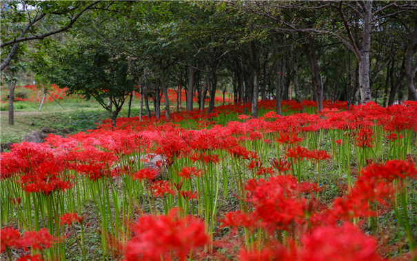 광양시 백운산자연휴양림, 붉게 물든 꽃무릇 향연 펼쳐져