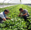 함평군 농업기술센터, 딸기 우량묘 생산 기반 구축에 전력