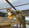 순천만국가정원 어린이동물원, 다람쥐원숭이 ‘박람이’ 탄생