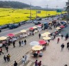 2023 무안 도리포 유채꽃 축제 5천 명 인파 몰려… 새로운 봄꽃 관광명소로 도약