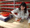 함평군, 딸기 재배 농가에 다각적 지원 ‘호평’