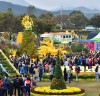 작년 장성 황룡강 노란꽃잔치, 89%가 외지 방문객
