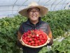 ‘대숲맑은 담양 딸기’ 광주 소비자 공략