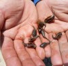 강진군‘친환경 지표’긴꼬리투구새우 대량 서식지 발견