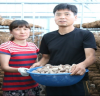 신선한 강진 청정 생표고버섯, 명절 선물로 인기