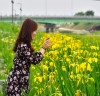 장성 황룡강 물길따라 아름답게 펼쳐진  ‘노란꽃창포 꽃길’