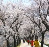 경북의 23개 벚꽃 명소가 뜬다!