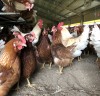 동물복지 기능성 계란 생산 기술 연구 박차