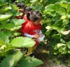 보성군 벌교읍, ‘딸기수확 체험활동’펼쳐