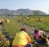 ‘가을 준비 나선’ 함평군 여성농업인, 함평천 제초작업 한창