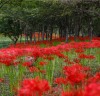 광양시 백운산자연휴양림, 붉게 물든 꽃무릇 향연 펼쳐져