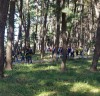 서천 송림마을 솔바람 숲, 국가산림문화자산 지정