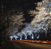 무안군, 고인돌공원‘왕벚꽃길’야간 경관조명 조성
